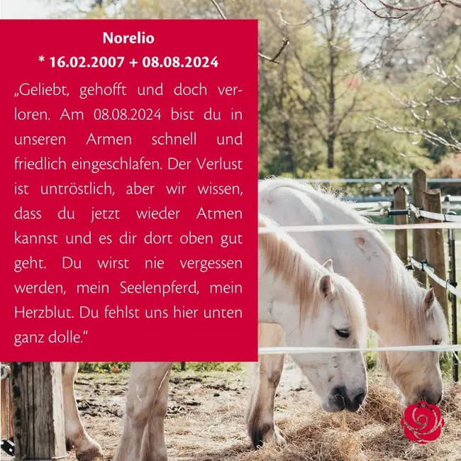 In Gedenken an Norelio🌈

Auf unserem Gedenkportal www.rosengarten-sterne.de findet ihr viele weitere Gedenken und könnt...