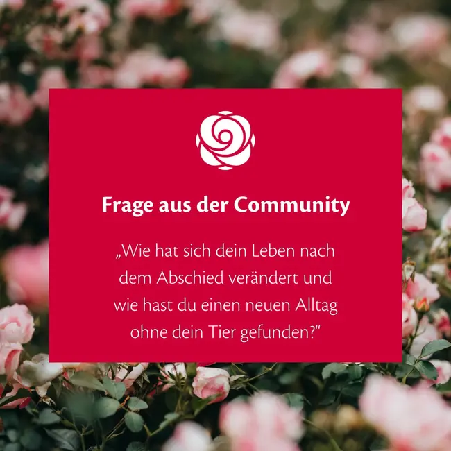 Heute gibt es eine neue Frage aus unserer Community ❤

Wie hat sich dein Leben nach dem Abschied verändert und wie hast...